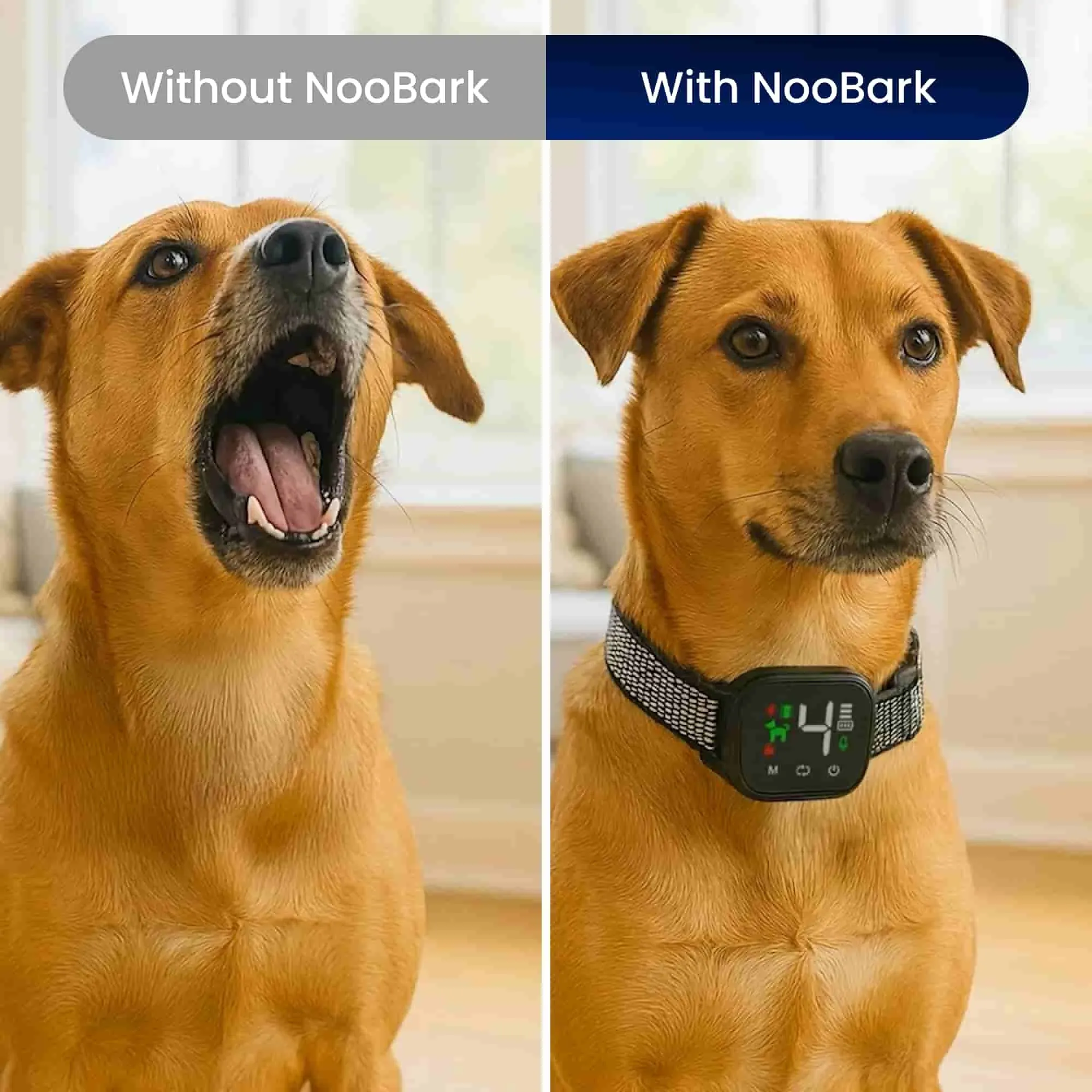 Calmer behaviour with NooBark training